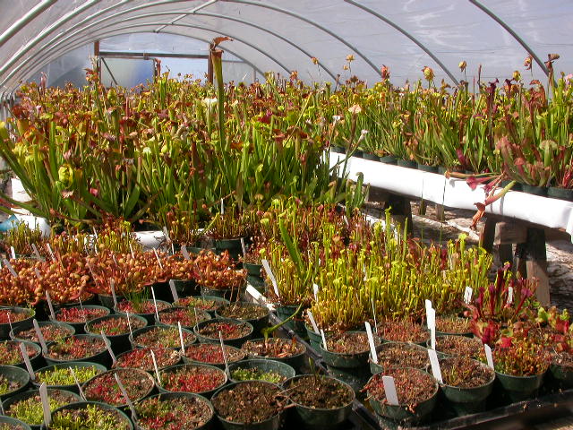 Cooks Carnivorous Plants